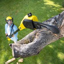 How Our Tree Care Process Works  in  Merkel, TX