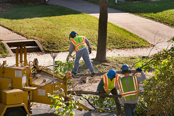 Trusted Merkel, TX  Tree Services Experts